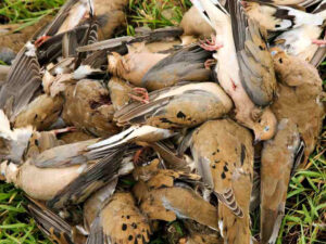 Conservative Game Expands Dove and Game Hunt Packages in Fresno